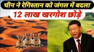 China is breeding 1.2 million rabbits in desert for converting desert into forest
