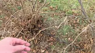 Фундук Трапезунд. Крым. Начинаем год с теплой погоды