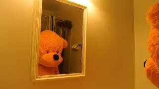 The Bear Project