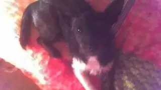 My Missing Dog