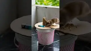 Funny! Rice bait trick so simple, mice fall for it every time #mice #bait #pestcontrol