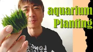 Как сажать АКВАРИУМНЫЕ РАСТЕНИЯ - Lilaeopsis Brasiliensis