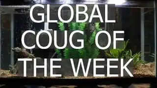 Global Coug of the Week Episode 1:India