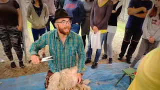 🐑Gyapjúból fonal #birkanyírás workshop 2022. #kártolás, #kéziorsó #gyapjú