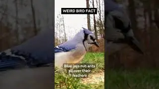 Weird Bird Facts: The Blue Jay  #birds #nature #birdtalk