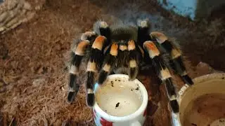Mexican Red Knee tarantula hunting a cricket.
