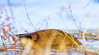 Black Duck Hybrid | Mossy Oak Moments mp4