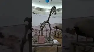 Macrauchenia