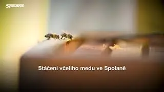 Stáčení včelího medu ve Spolaně - Neratovice | 6. srpna 2018