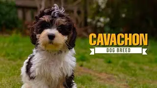 Cavachon Dog Breed Guide 🐶 | Why This Fluffy Pup Is the Perfect Family Dog