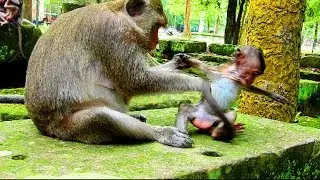 Why dolly do like this on lori? She need mum amari, Poor lori in the world