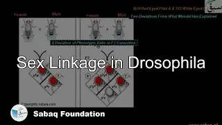 Sex Linkage in Drosophila, Biology Lecture | Sabaq.pk