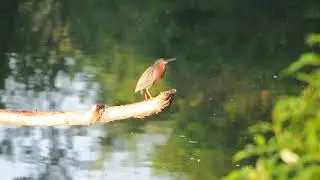 Green Heron calling (bird call)