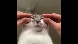 ￼ epic cat moment￼