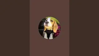 Caesar - The Beagle is live