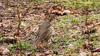 Strazdas giesmininkas / Turdus philomelos / Song Thrush / Певчий дрозд