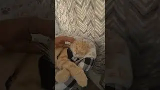 la vida de mi osito #catshorts #cat #funnycats