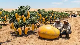 Han cultivado mangos con éxito en el desierto mexicano ¿estarán los resultados a la altura de las ex
