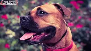 2 Year Old Boxer/Mastiff 