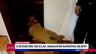 &Theta;&epsilon;&sigma;&sigma;&alpha;&lambda;&omicron;&nu;ί&kappa;&eta;: &Sigma;&kappa;ύ&lambda;&omicron;&sigmaf; &tau;&eta;&sigmaf; &Alpha;&sigma;&tau;&upsilon;&nu;&omicron;&mu;ί&alpha;&sigmaf; &alpha;&nu;&alpha;&kappa;ά&lambda;&upsilon;&psi;&epsilon; &nu;&alpha;&rho;&kappa;&omega;&tau;&iota;&kappa;ά &sigma;&epsilon; &sigma;&pi;ί&tau;&iota; | &Mu;&epsilon;&sigma;&eta;&mu;&beta;&rho;&iota;&nu;ό &Delta;&epsilon;&lambda;&tau;ί&omicron; | 19/09/2025