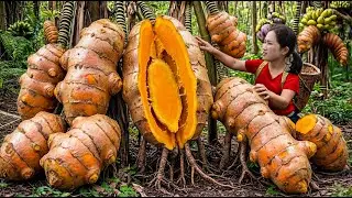 Harvesting GIANT Wild Turmeric To Sell - Pickled Turmeric For Winter | Traditional Village Recipe