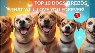 🔥 TOP 10 Friendliest Dog Breeds That Will LOVE You Forever!