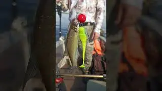 трофей #zander #рыба #fishing #рыбалка #окуньнаблесну