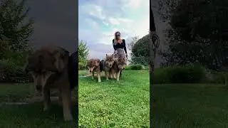 Cerberus who? 🐺 #wolfmom #wolfdog #husky #transformation #GlowUp #puppy #trending