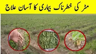 Control of rhizoctonia solani  of peas | root rot peas | مٹر کی بیماریوں کا کنٹرول