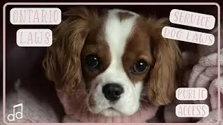 Demystifying Service Dog Rights in Ontario | AODA Explained for Handlers and the Public! 🐾🇨🇦