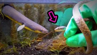 玄関でヘビを捕まえたので…