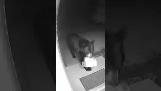 Bear Steals a Package in the Middle of the Night 😱
