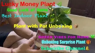 Unboxing Money Plant with Pot | Kyari से Indoor Plant Online खरीदारी 🌿 | Home Decor Plant Review