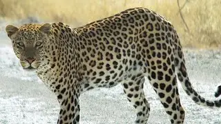 African Leopard Sound Effects