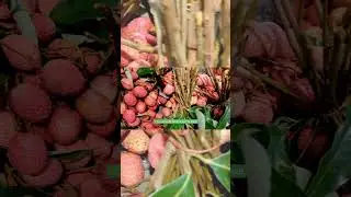 Lychee: The Exotic Superfruit &ndash; Health Benefits, Beauty Secrets & Who Should Avoid It! #shorts