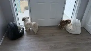 Mr.Tobyshihtzu is live!