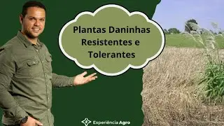 Plantas daninhas Resistentes e Tolerantes