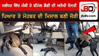 Unique Bond of Monkey and Female Dog in Jalandhar A Heartwarming Example of Love and Friendship