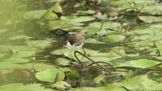Comb-Crested Jacanas at Sandy Camp Rd Wetlands, Mar 2025