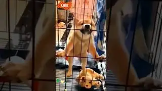 #dogdance dog dance #chikendance chicken #catdance cat dance #chikensong #viral