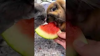 #asmr kaniner spiser vandmelon 🍉
