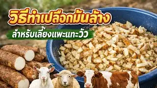 การทำเปลือกมันล้าง ไว้ให้สัตว์เลี้ยงกินในฤดูแล้ง