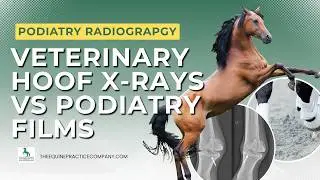 Veterinary Hoof X-rays vs Podiatry Films: What Every Equine Vet Should Know