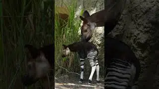 Okapi Calf