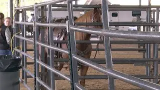 Florida Cutting Horse Association Show held at Florida Horse Park