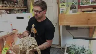 Burmese Star Tortoise