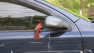 crazy bird in the mirror