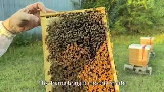 Raising Successful Package Bees   Fall Hive Management