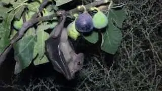 Egyptian fruit bat (Rousettus aegyptiacus) (Geoffroy, 1810) &Nu;&upsilon;&chi;&tau;&omicron;&pi;ά&pi;&pi;&alpha;&rho;&omicron;&sigmaf; - &Phi;&rho;&omicron;&upsilon;&tau;&omicron;&nu;&upsilon;&chi;&tau;&epsilon;&rho;ί&delta;&alpha; - Cyprus