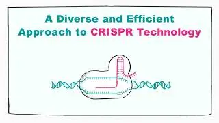 A Diverse and Efficient Approach to CRISPR Technology